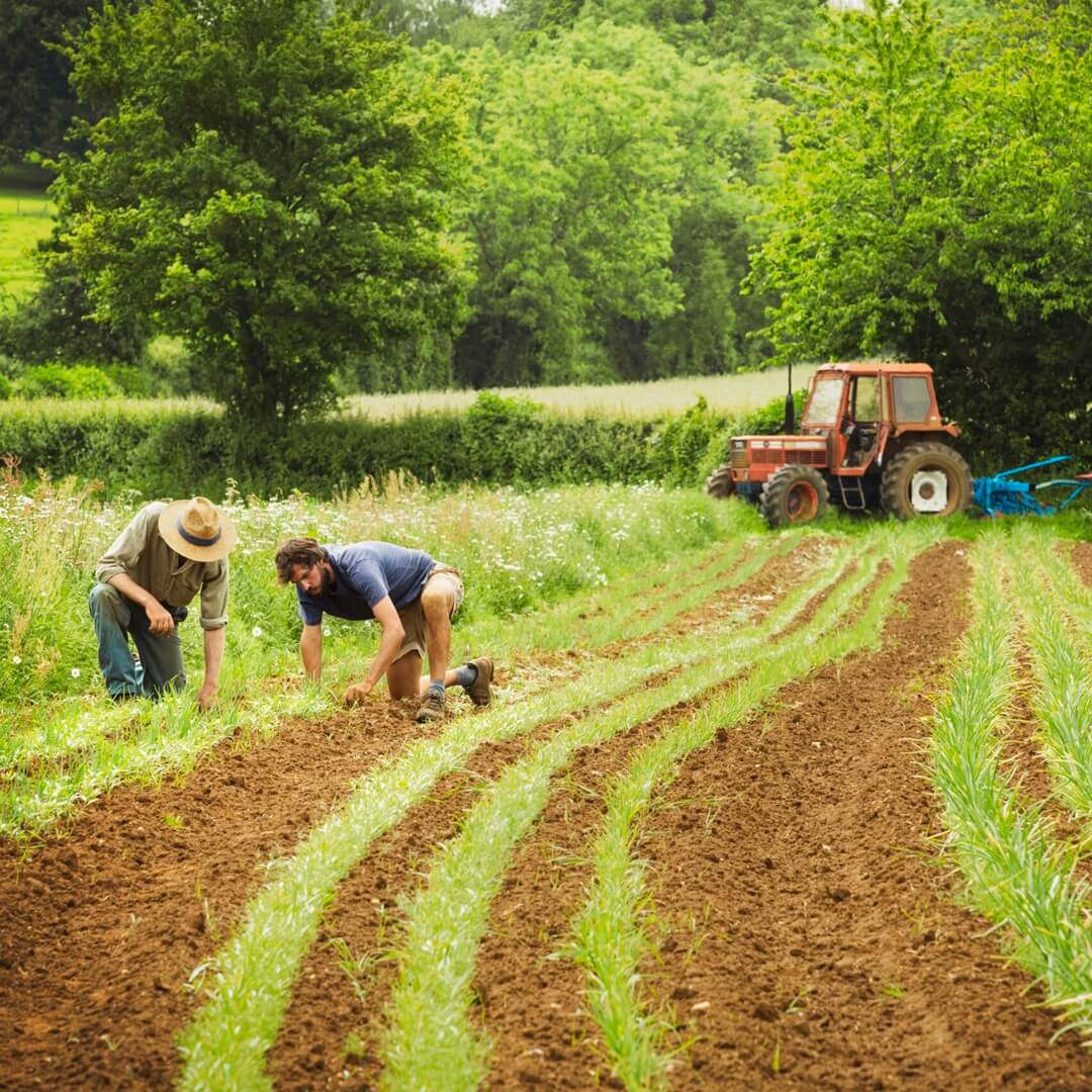 Farmers in Field